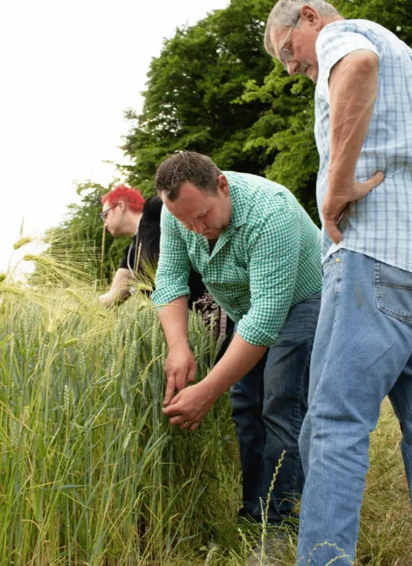 Familie Peham Strohschweine 2